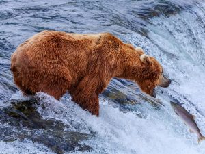 Grizzly, Brooks Falls, Katmai, Alaska - Shutterstock