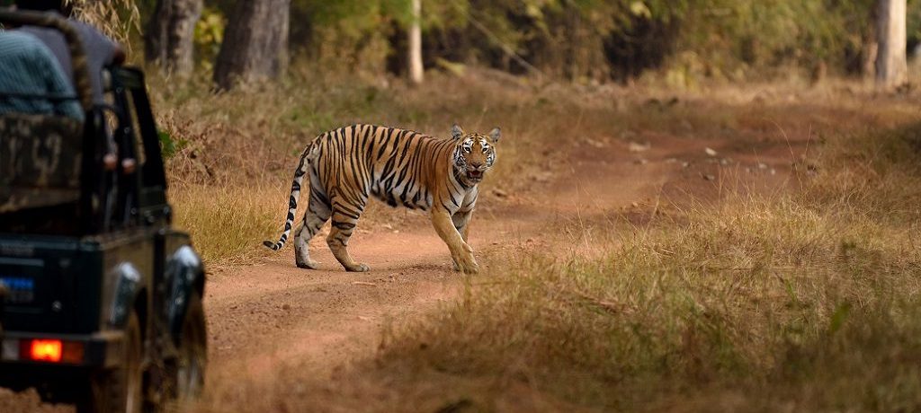 Tadoba tijger week