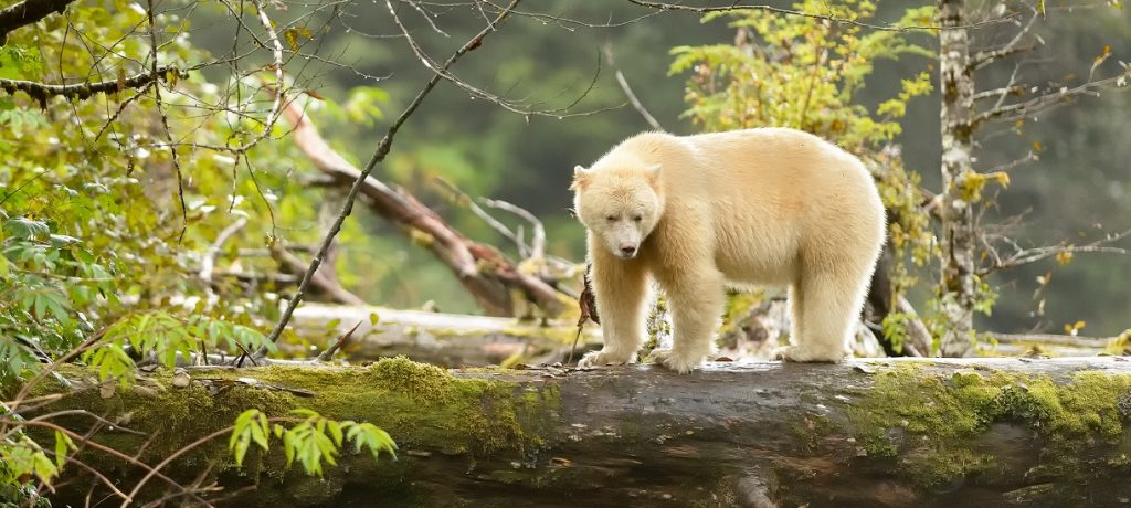 Berenreis Spirit Bear Lodge