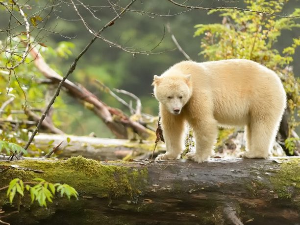 Berenreis Spirit Bear Lodge