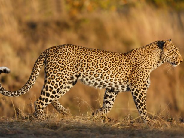 Luipaard, Masai Mara, Kenia - Shutterstock