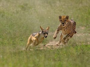 Tarangire National Park, rondreis