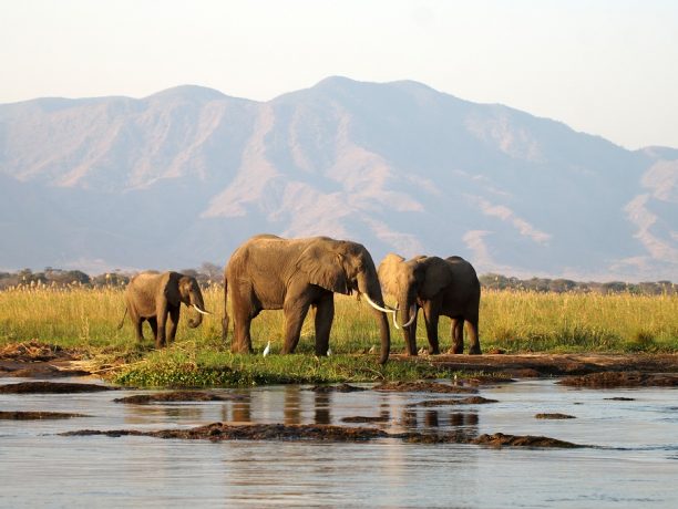 Olifant, Hwange National park, Zimbabwe, Afrika - Shutterstock