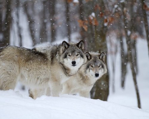 Wolven Inspiratie, Siberian Tiger Reserve, Rusland