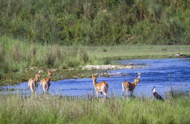 Sukla Phanta National Park