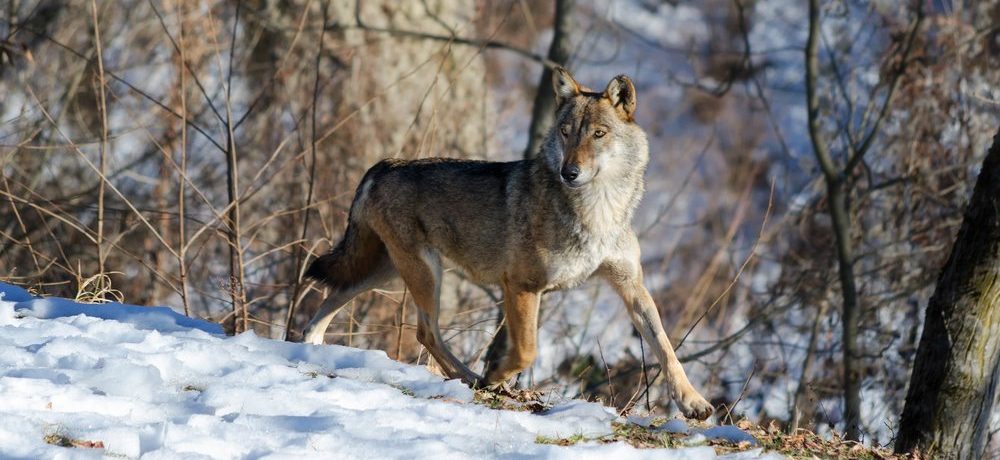 Wolven in Italie, Wildlife reizen in Europa