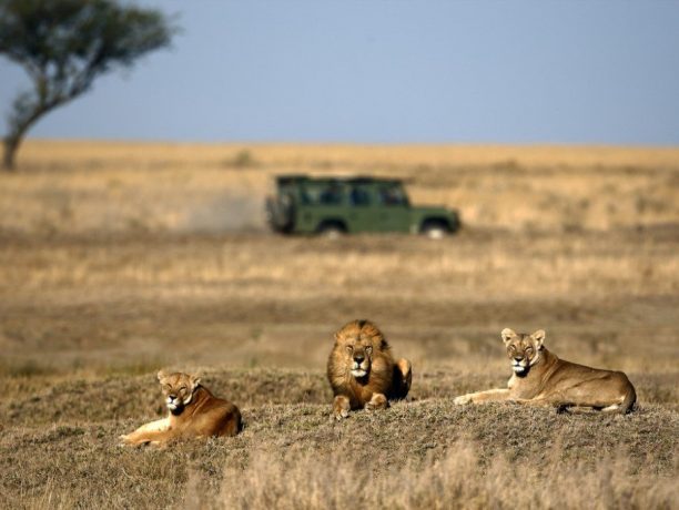 Serengeti