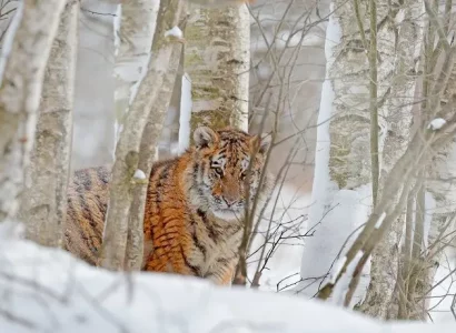 Siberian Tiger Reserve, Natuurreis in Rusland