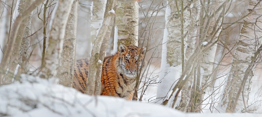 Siberian Tiger Reserve, Rusland