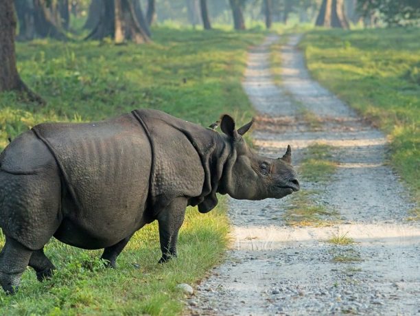 Indische neushoorn, India en Nepal, Azië - Shutterstock