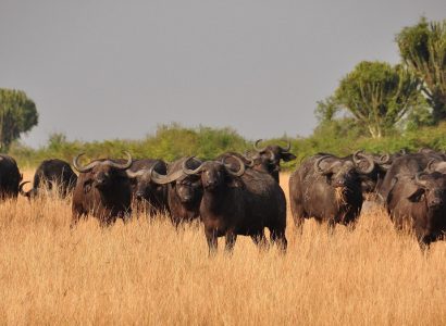 Buffel safari reizen