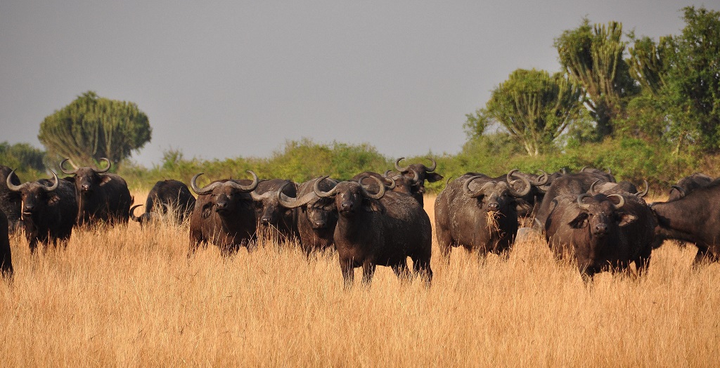 Buffel safari reizen