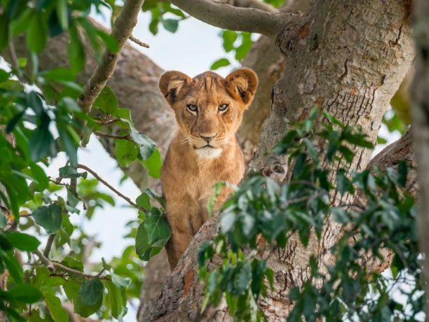 Lake Manyara National Park, leeuw