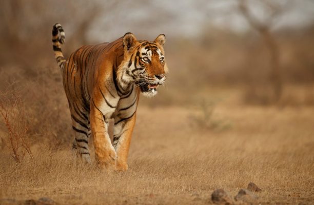 Tijger, Chitwan, Nepal & India - Shutterstock