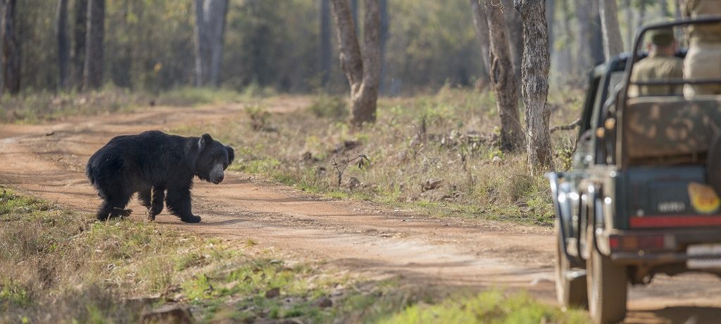 Game drive, Tijgers en lippenberen