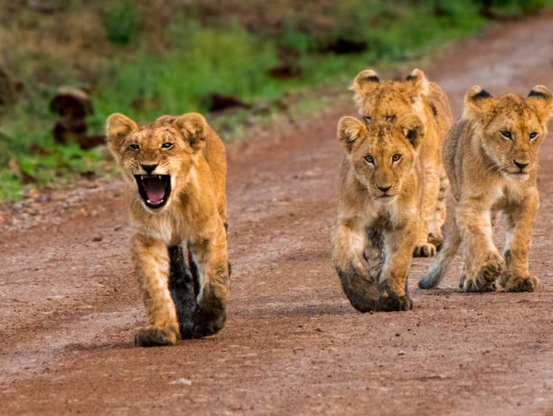 Tanzania rondreis, Serengeti National Park