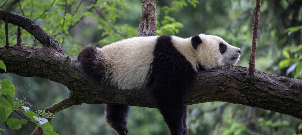 panda natuurreis, Natuur reizen in China, Pandabeer