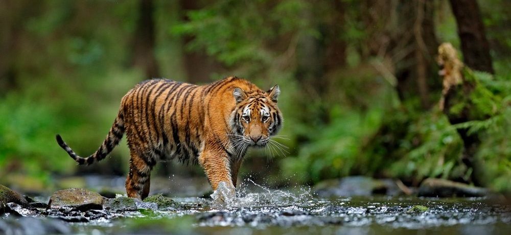 Amur tijger, Taiga, India, Azië - Shutterstock