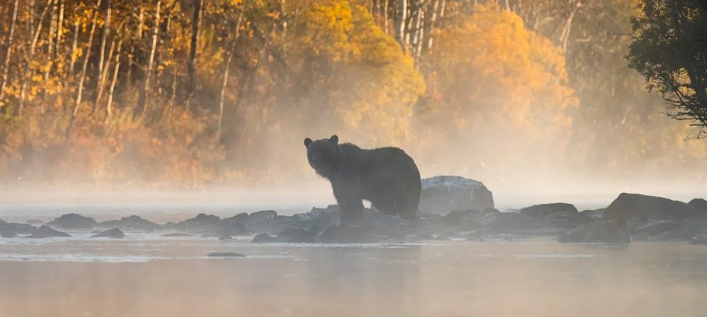 Berenreis Knight Inlet Lodge