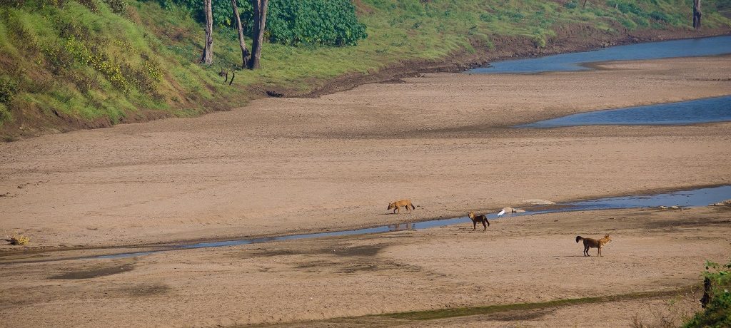 Pench river